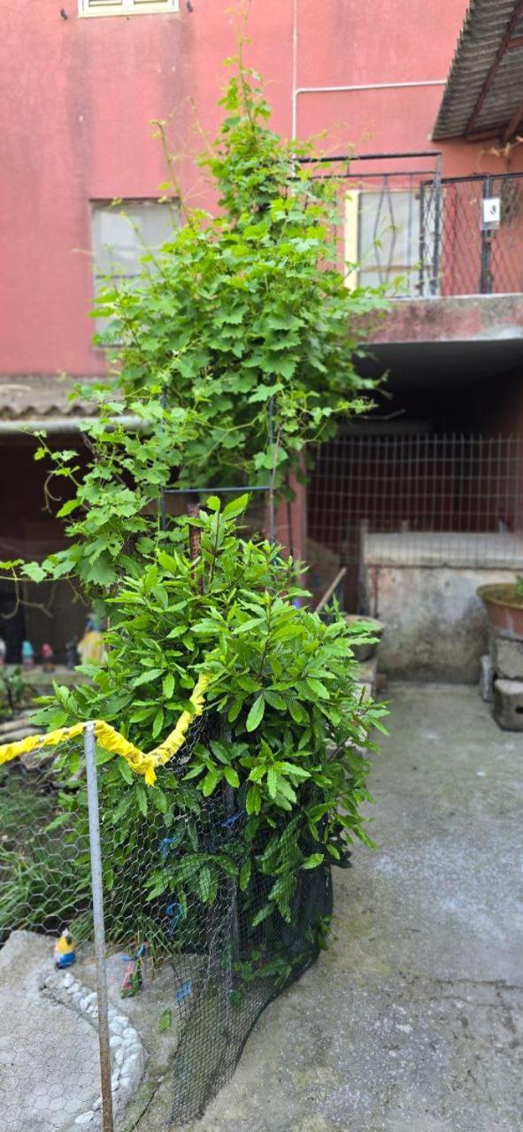 Appartamento In Casa Con Cortili Ad Arbus - Sardegna 外观 照片